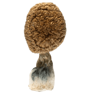 African Kobe Magic Mushroom Dried