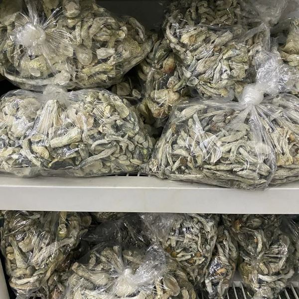 medicinal mushrooms for sale, psilocybin mushrooms for sale online, psychedelic mushrooms for sale