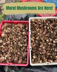 where to buy morel mushrooms near me, where to buy fresh morel mushrooms near me, where can you buy morel mushrooms, can you buy morel mushrooms, where to buy fresh morel mushrooms
