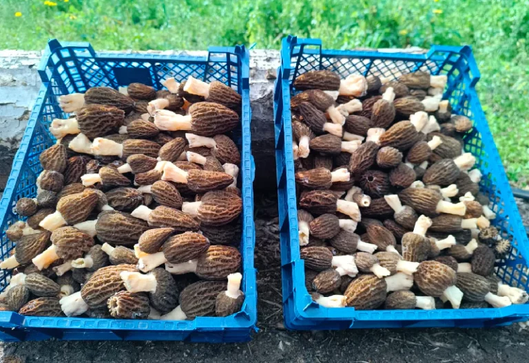 fresh morel mushrooms for sale, dried morel mushrooms for sale , morel mushrooms for sale indiana, fresh morel mushrooms for sale near me