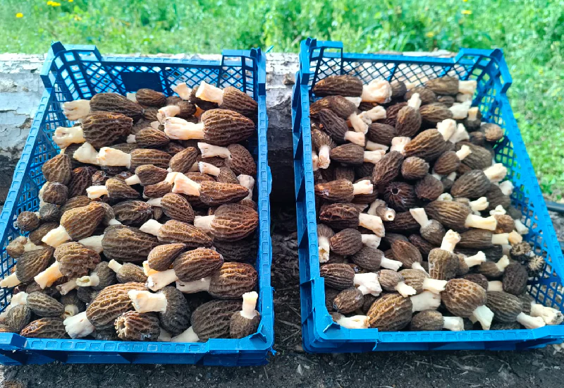 fresh morel mushrooms for sale, dried morel mushrooms for sale , morel mushrooms for sale indiana, fresh morel mushrooms for sale near me