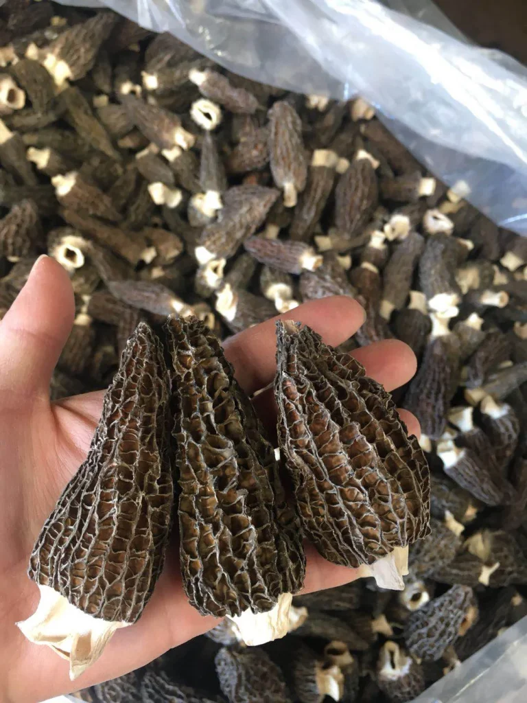 morel mushrooms for sale, mushrooms for sale, fresh morel mushrooms for sale, psilocybin mushrooms for sale online